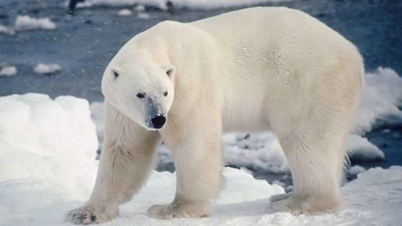 Dzień Niedźwiedzia Polarnego: Znaczenie, Historia i Wyzwania dla