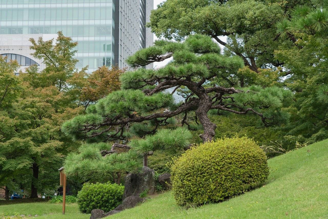 zielone miasto, park miejski, ogród